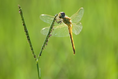 Leaves on green dragonfly photos
